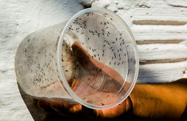 millions of genetically engineered mosquitos