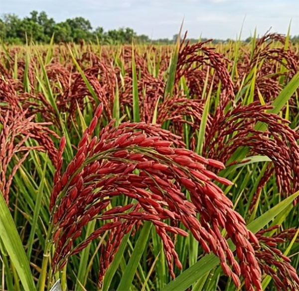 "Unpolished red rice, Rathu Kekulu, from Sri Lanka