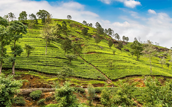 Tea plantations in the Hill Country