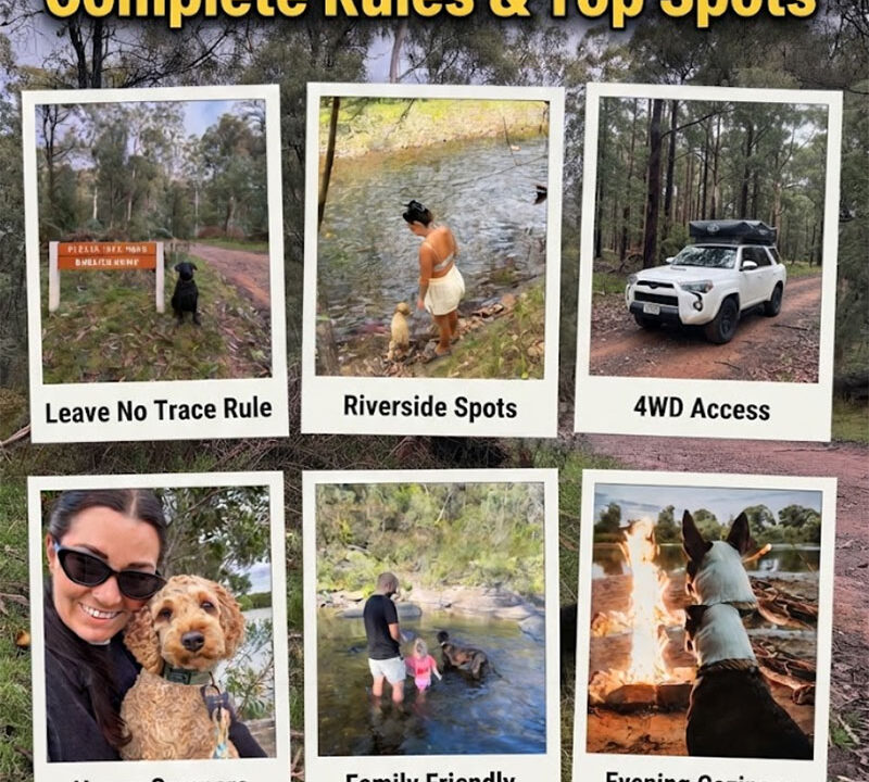 Pet Friendly Free Camping Sites Near Victoria 2026: Complete Rules & Top Spots